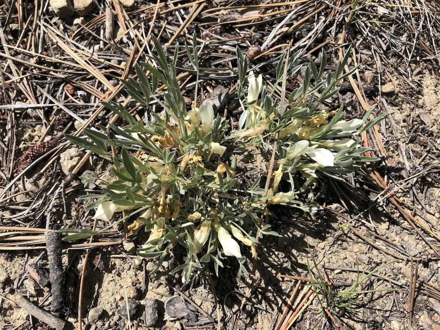 Astragalus gilviflorus image